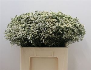 LIMONIUM PINACOLADA blanc 80/30
